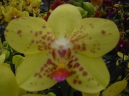 Orchid Yellow Spotted